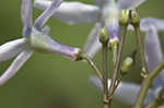 Louisiana bluestar